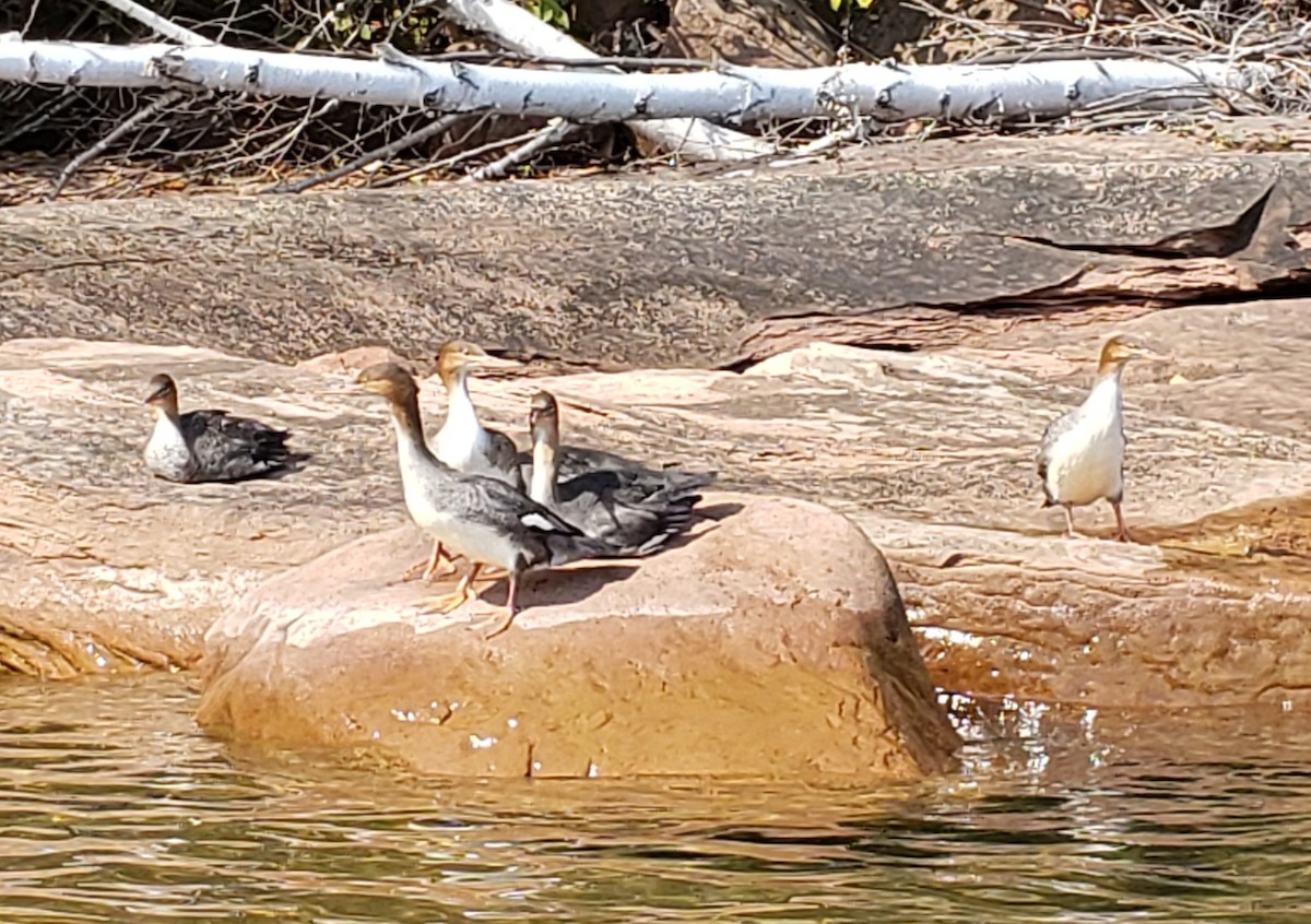 Red-breasted Merganser - ML369844761