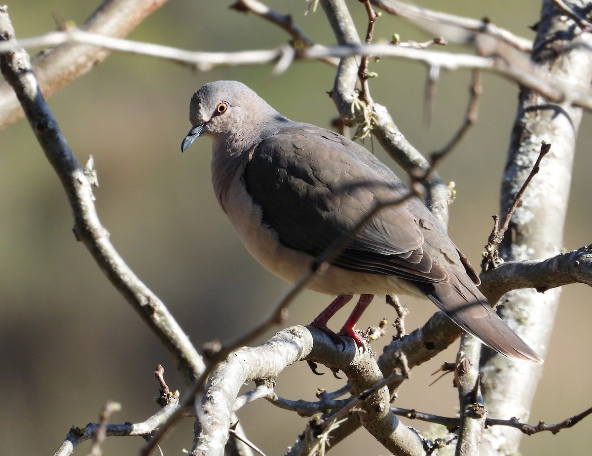 White-tipped Dove - Raul Ibarra
