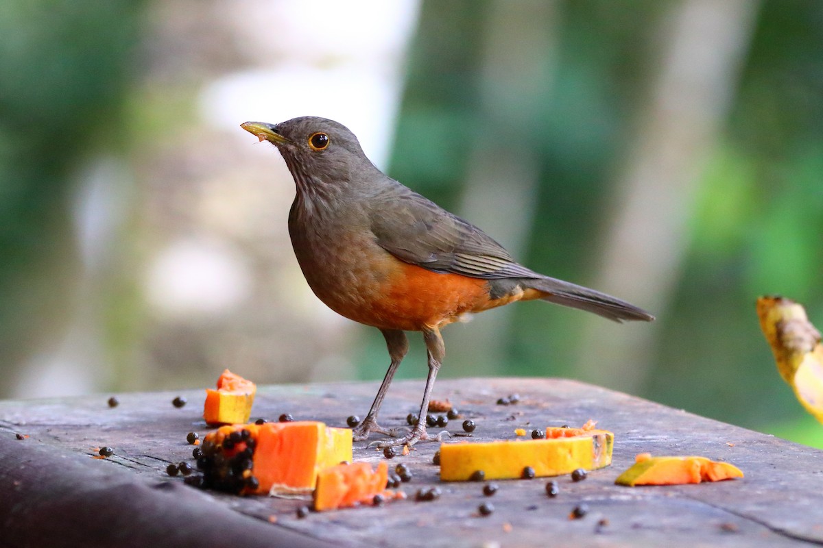 Rufous-bellied Thrush - ML369845091