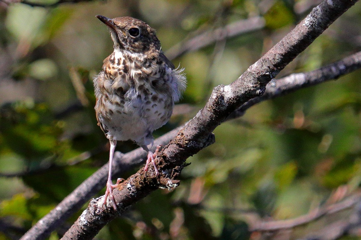 Hermit Thrush - ML369846401