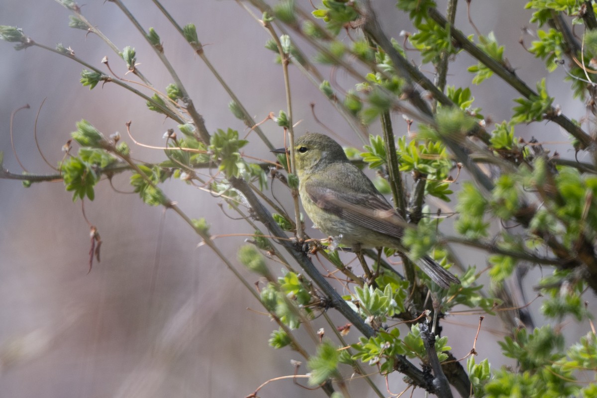 Orange-crowned Warbler - ML369847161