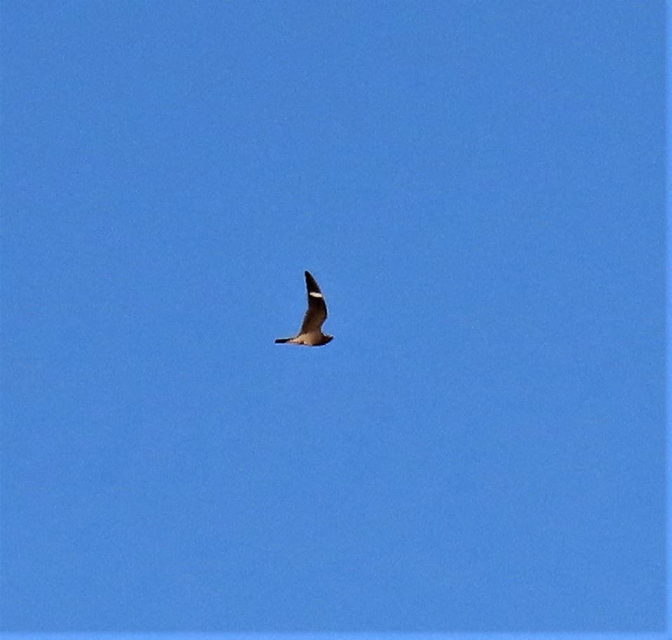 Common Nighthawk - ML369847911