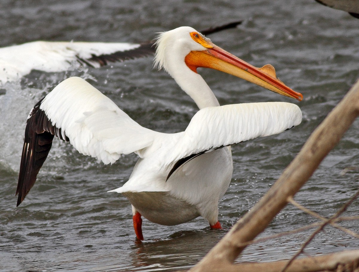 American White Pelican - ML369848021