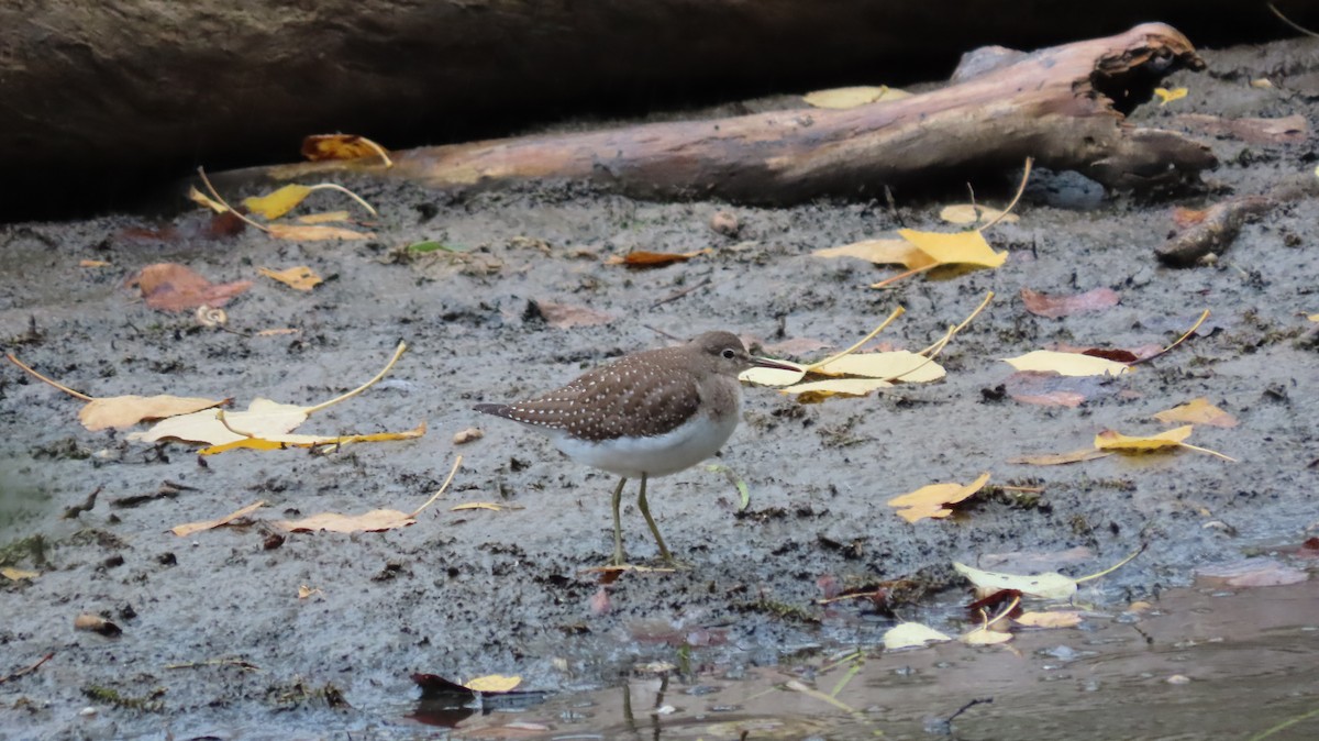 Solitary Sandpiper - ML369850751