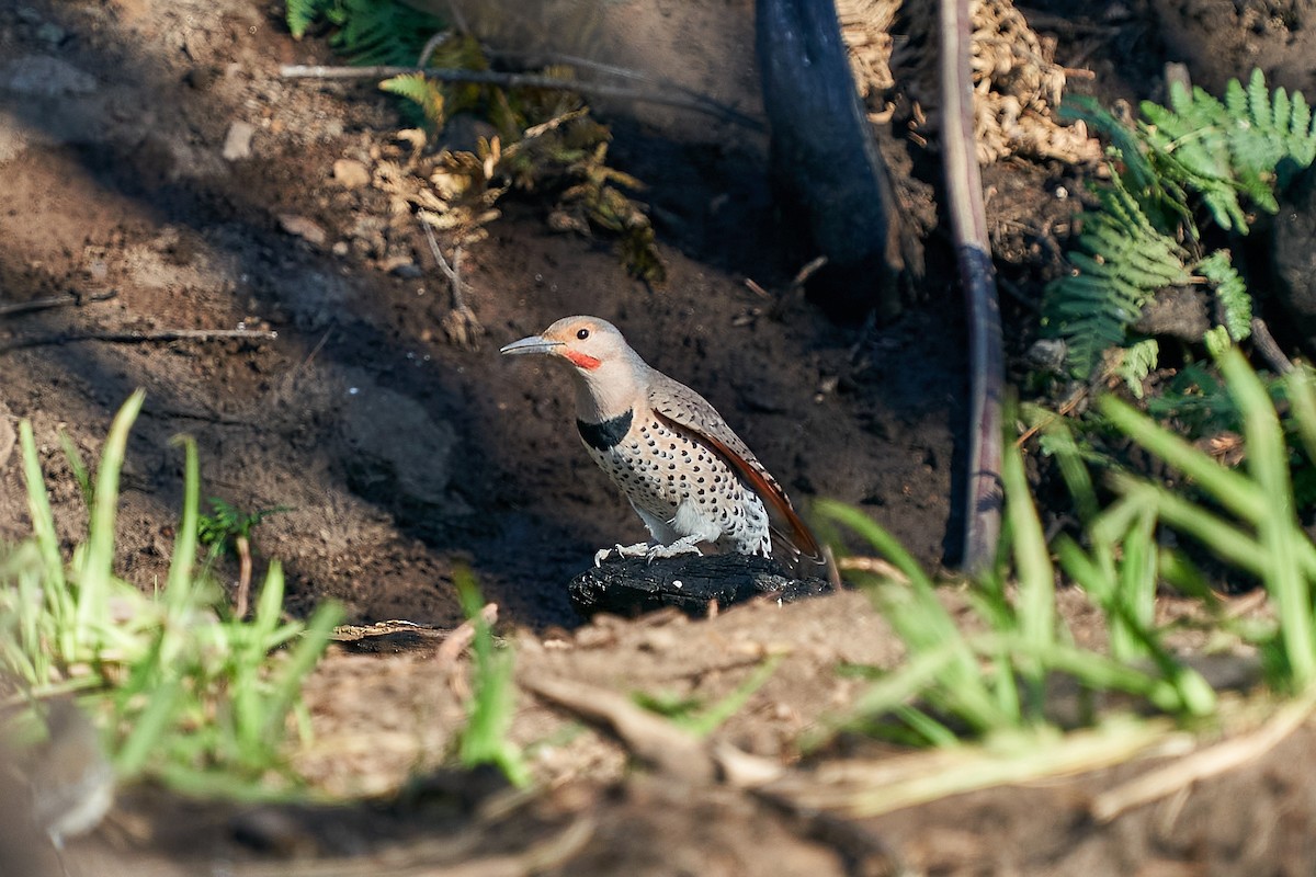 Northern Flicker (Red-shafted) - ML369851111