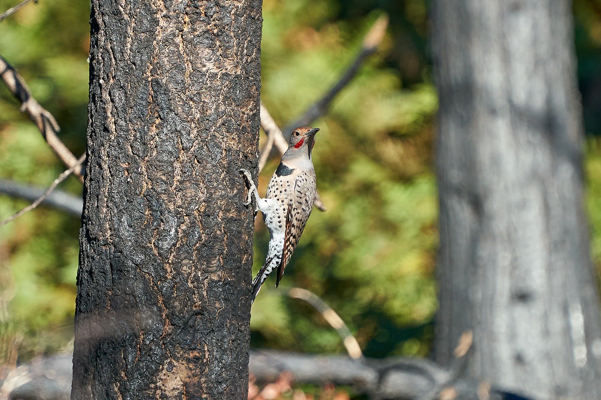 Northern Flicker (Red-shafted) - ML369851121