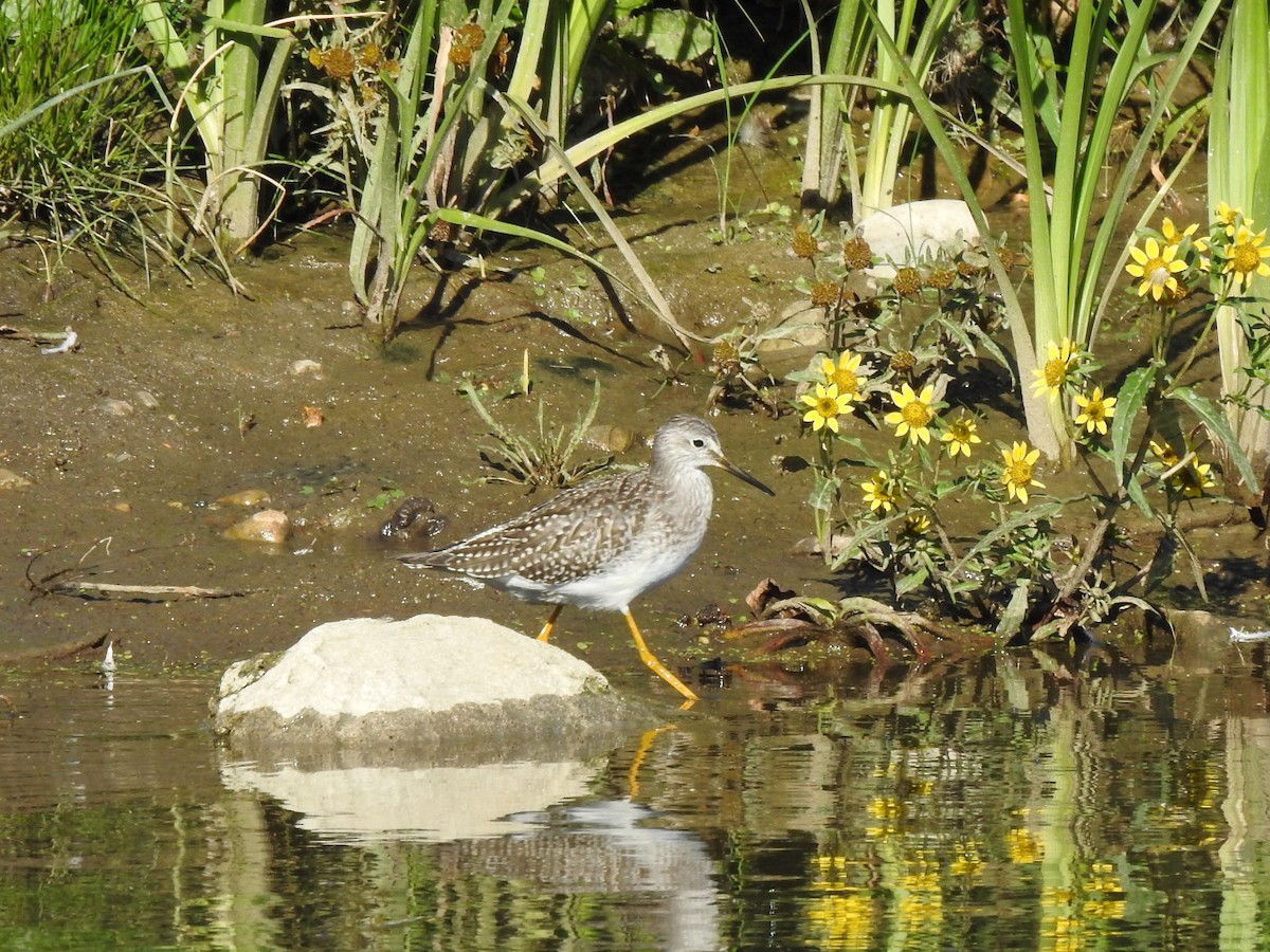 Lesser Yellowlegs - ML369851151