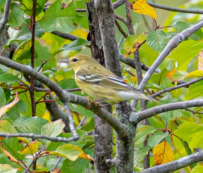 Blackpoll Warbler - ML369853881