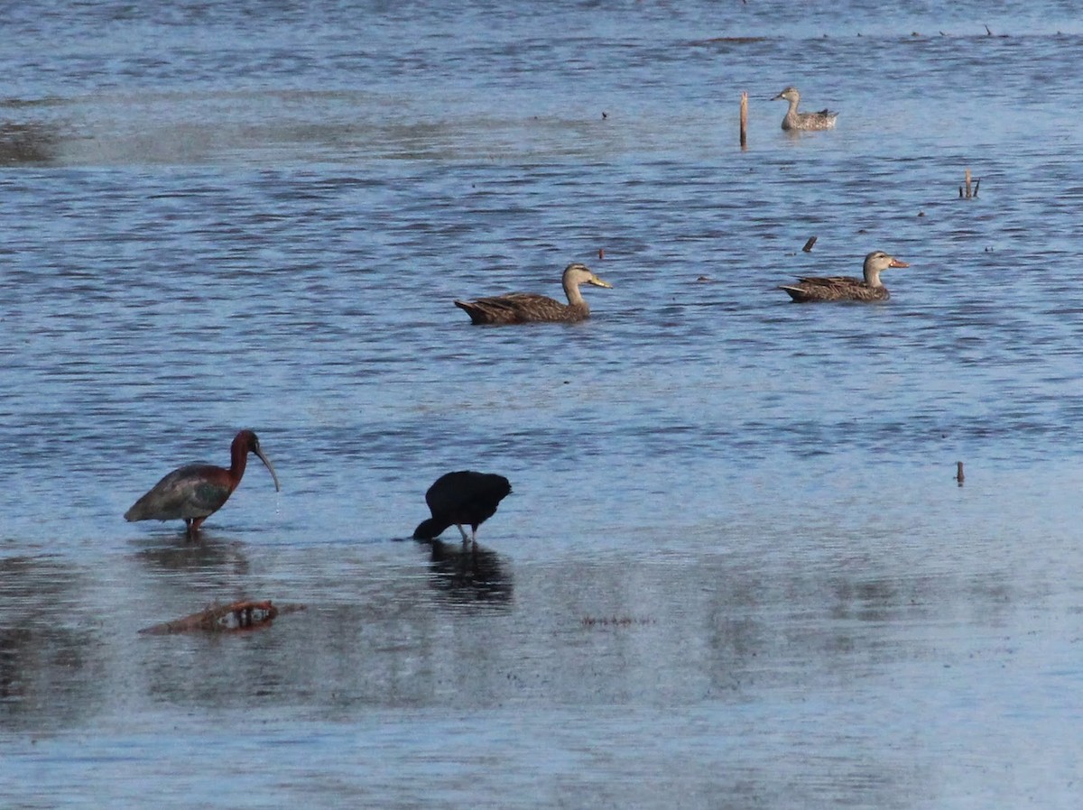 Glossy Ibis - ML369854401