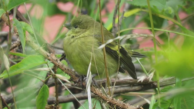 Hooded Siskin - ML369854831