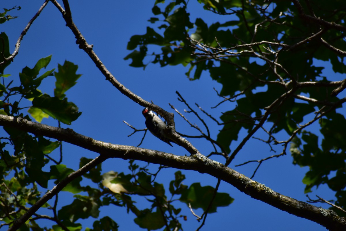 Downy Woodpecker - ML369854981