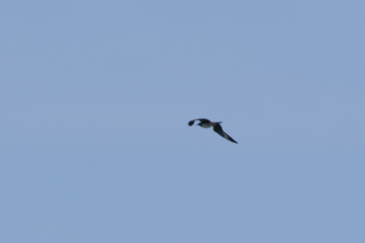 Long-tailed Jaeger - ML369855621
