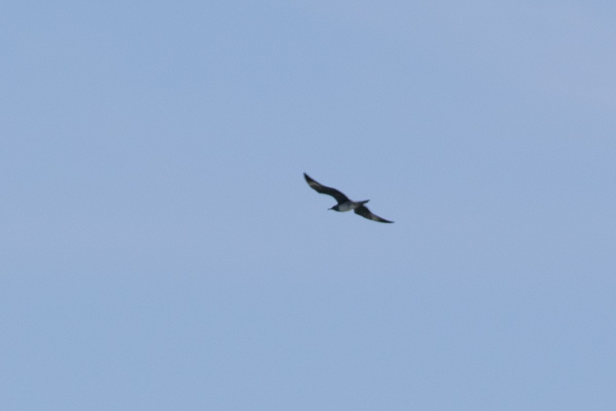 Long-tailed Jaeger - ML369855671