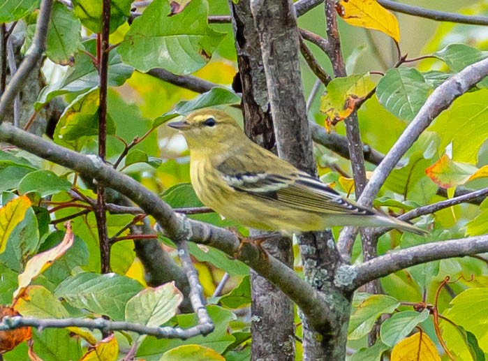 Blackpoll Warbler - ML369856091