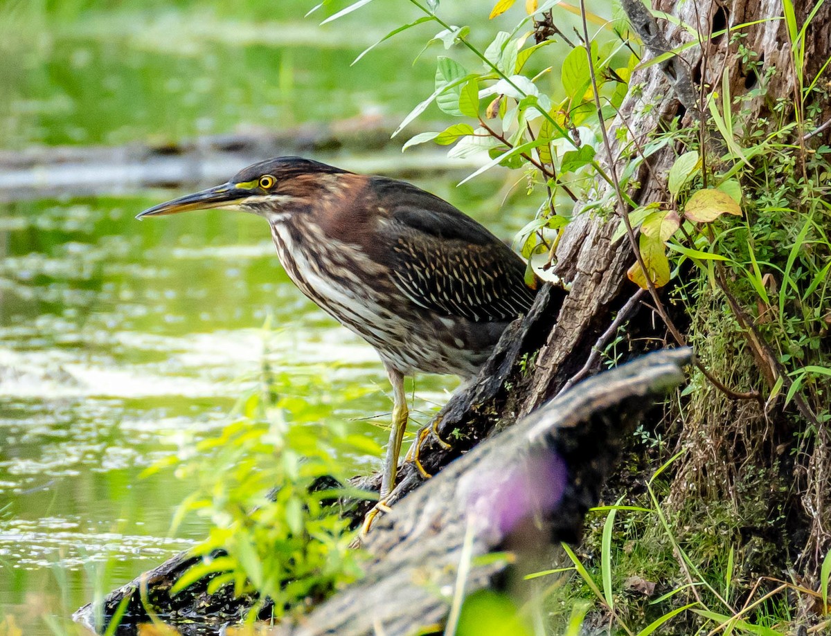 Green Heron - ML369857141