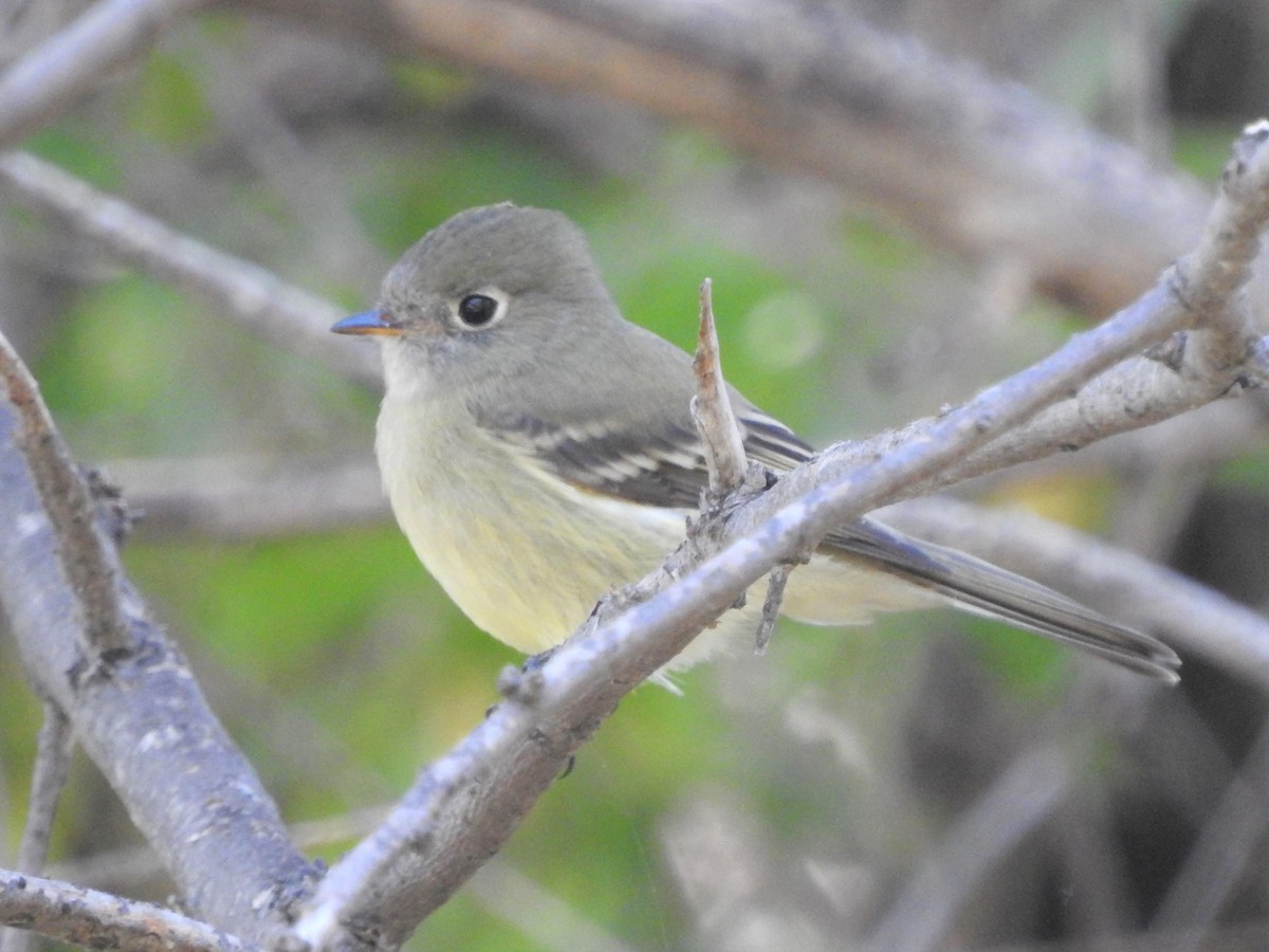 Empidonax sp. - ML369857201