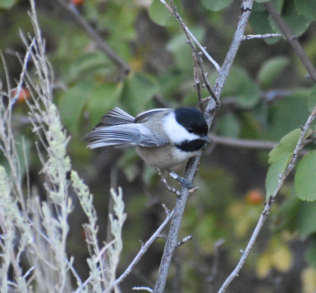 Mésange à tête noire - ML369862801