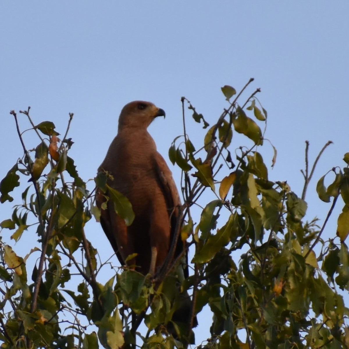 Savanna Hawk - Carlos Adrián Granados Cáceres