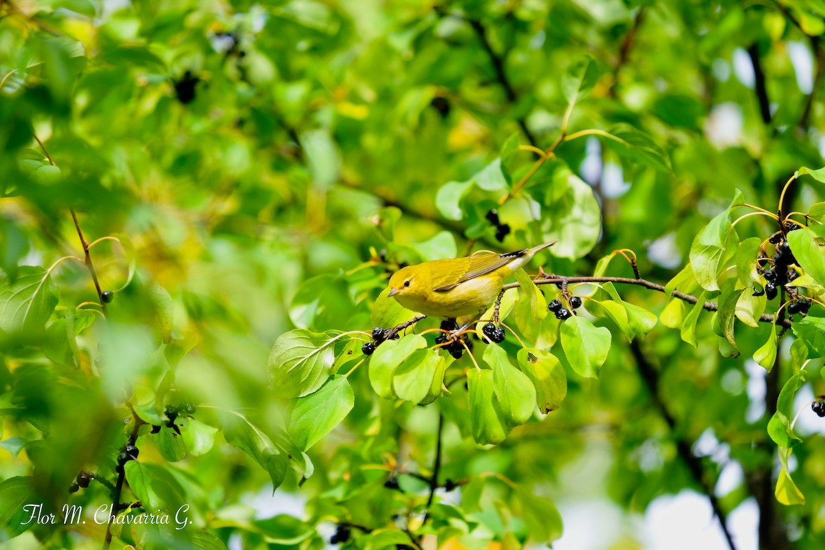 Tennessee Warbler - ML369865771