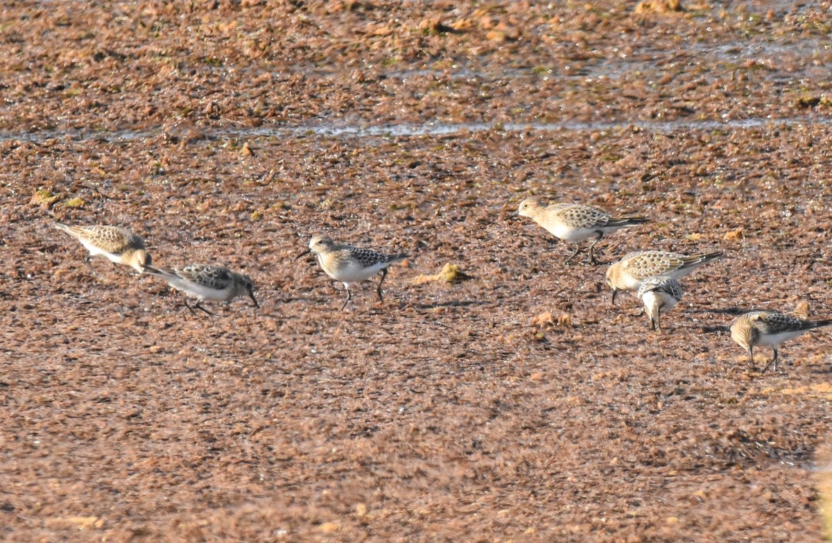 Baird's Sandpiper - ML369865841