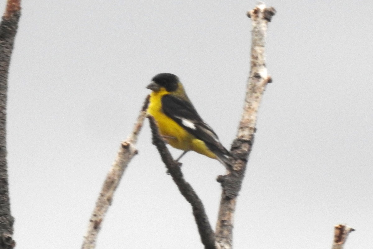 Lesser Goldfinch - ML369866231