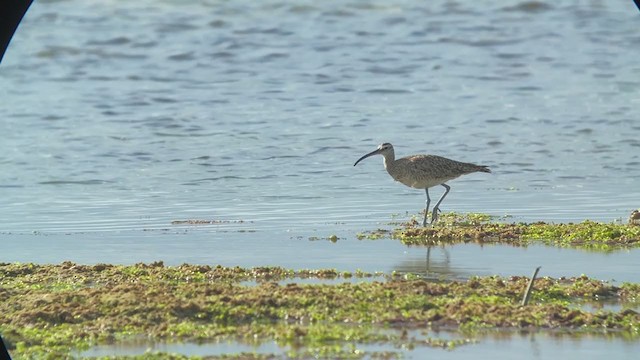 Whimbrel - ML369866321