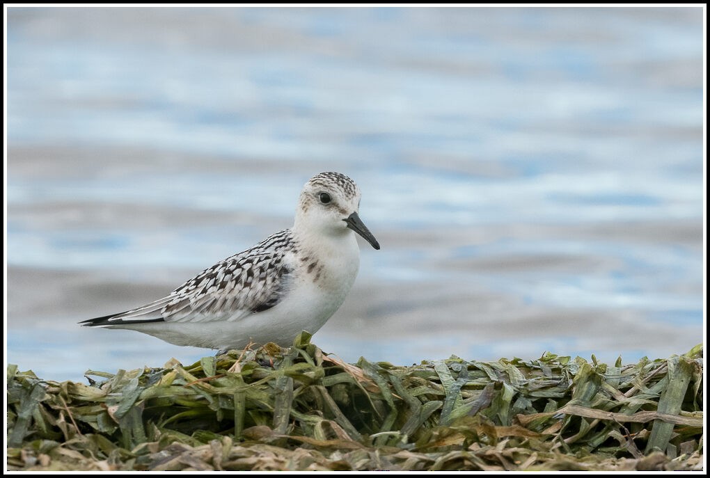 Bécasseau sanderling - ML369866521