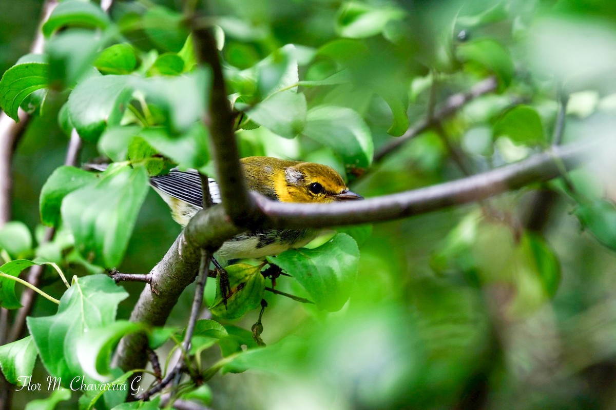 Black-throated Green Warbler - ML369866631