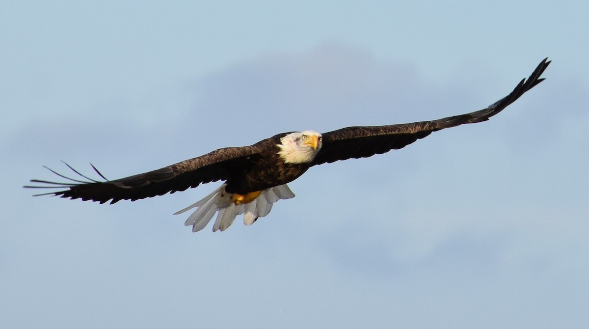 Bald Eagle - Jacki Gerber