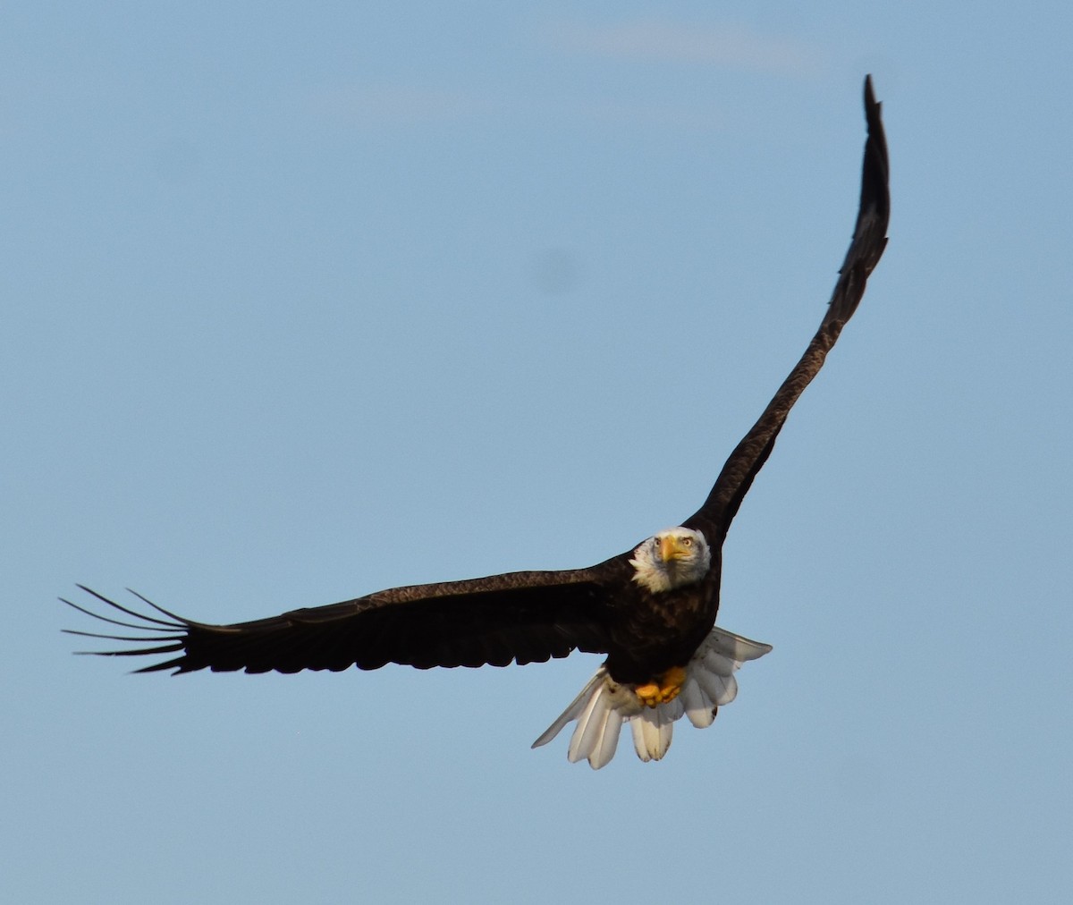 Pygargue à tête blanche - ML369866811