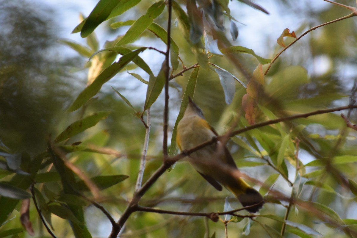 American Redstart - ML369866871