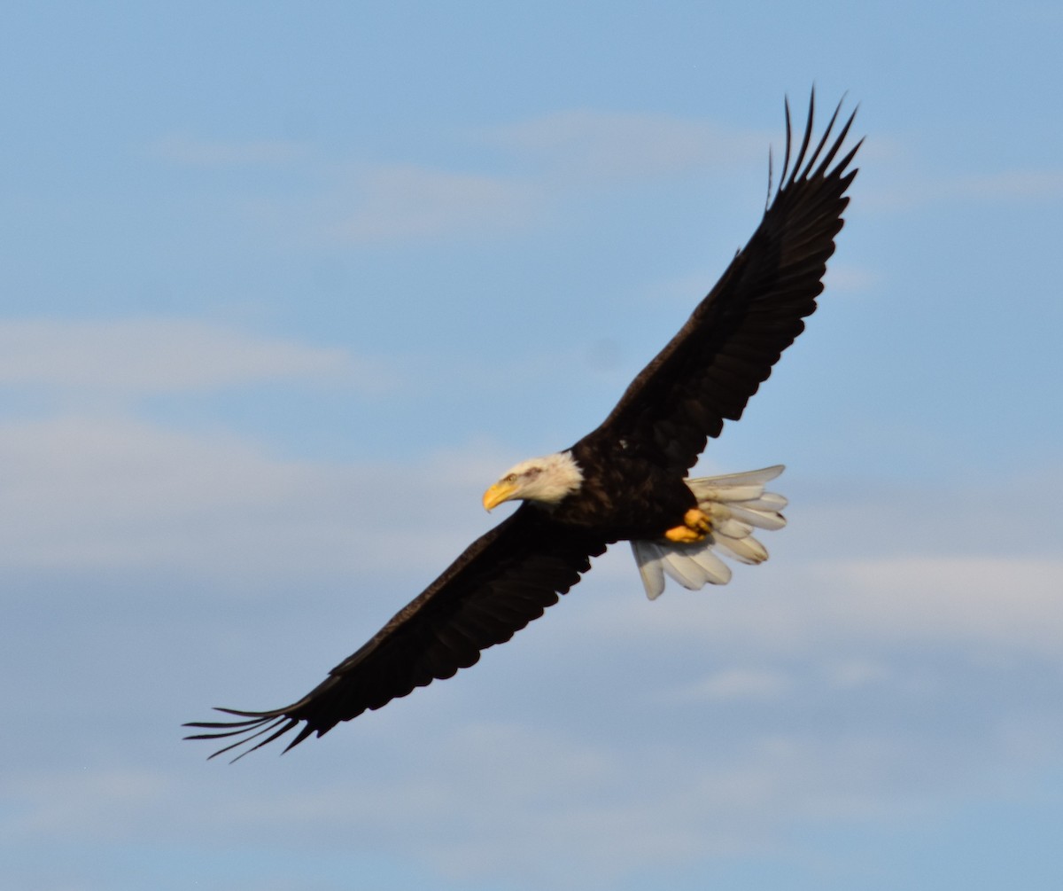 Bald Eagle - ML369866881