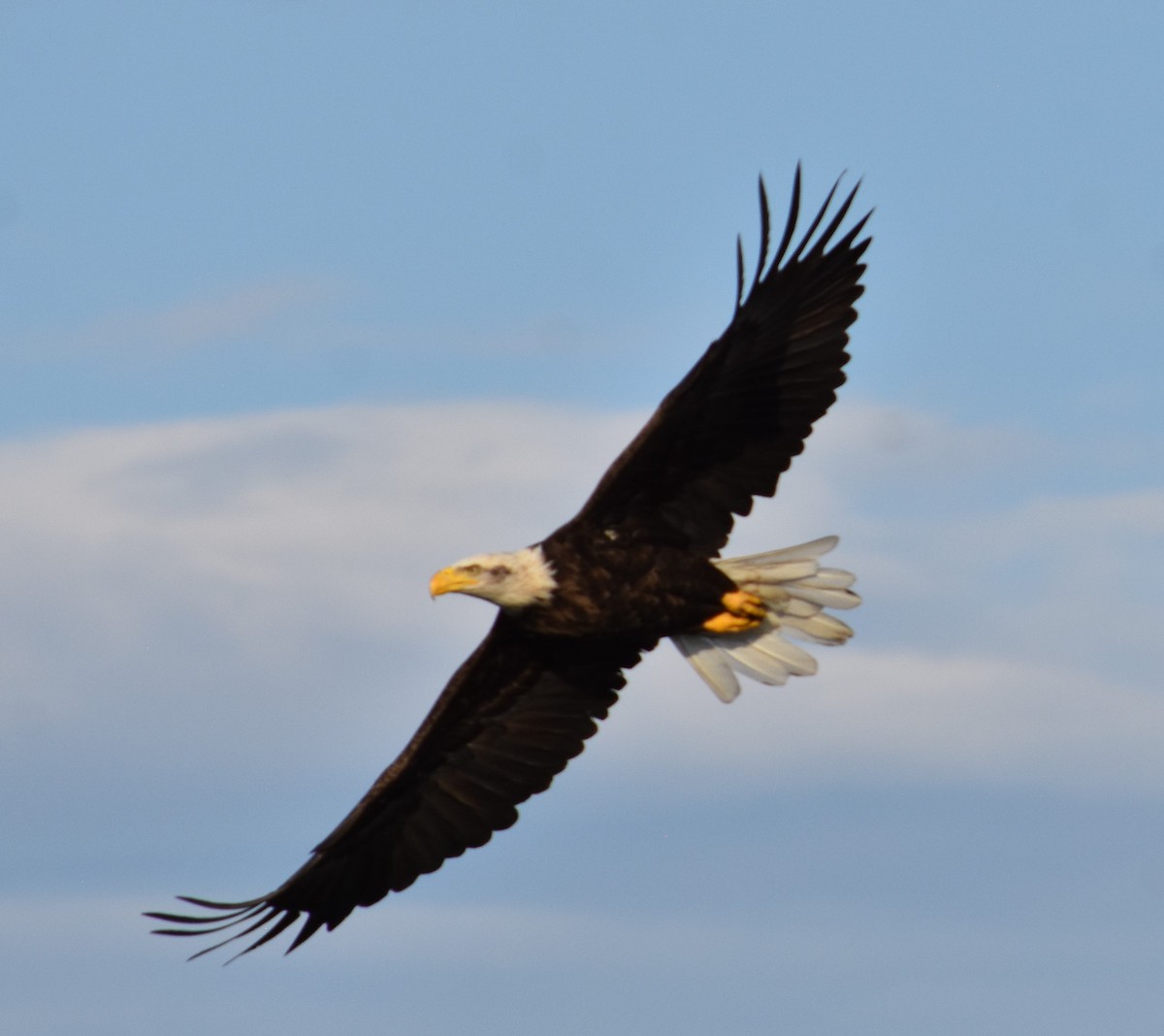 Bald Eagle - ML369866891