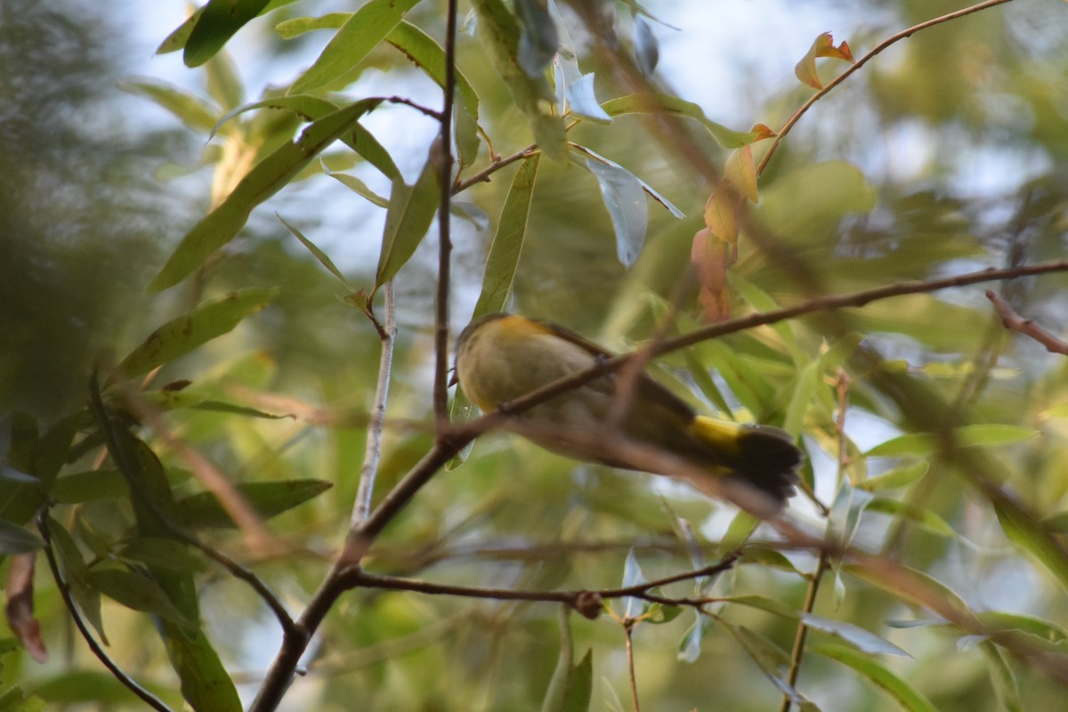 American Redstart - ML369866901