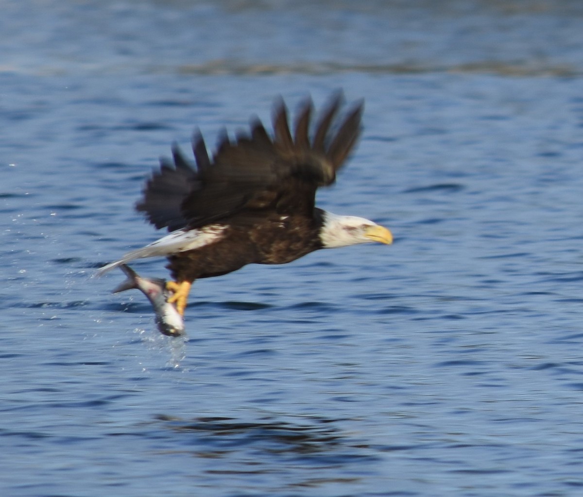 Pygargue à tête blanche - ML369866911