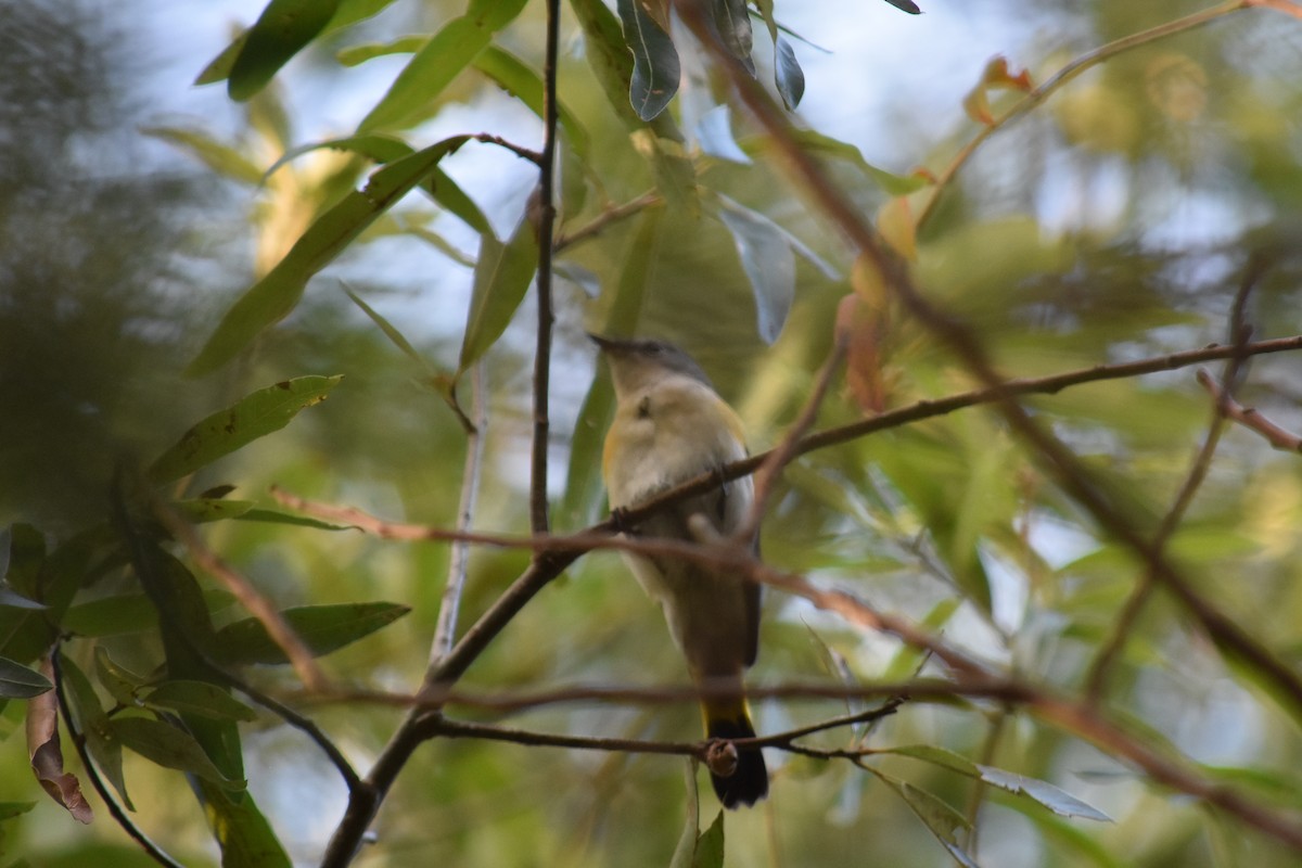 American Redstart - ML369866971