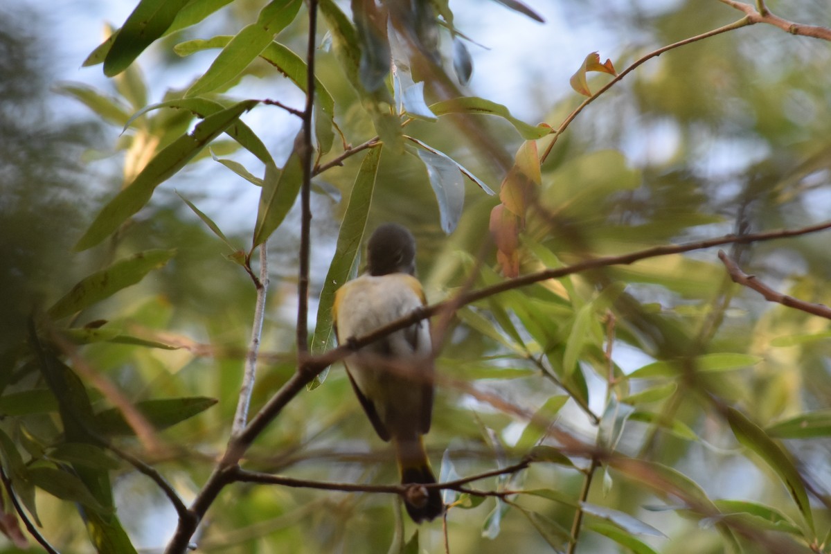 American Redstart - ML369866991