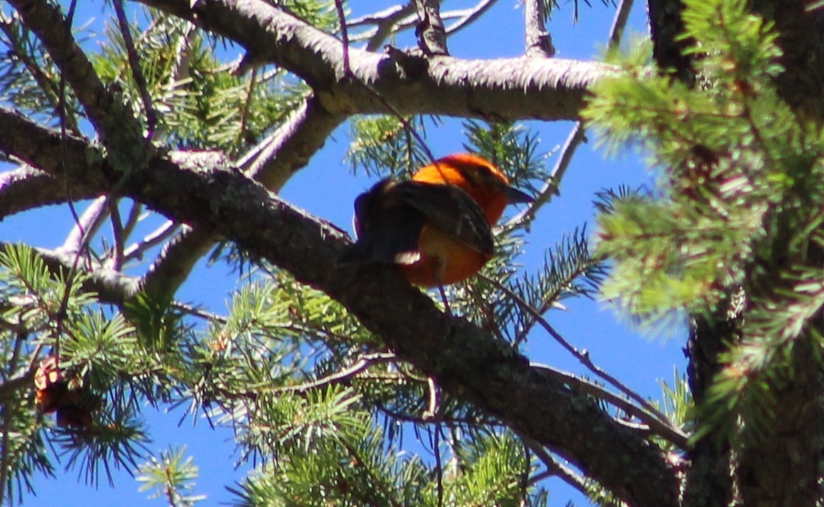 Flame-colored Tanager - ML369867491