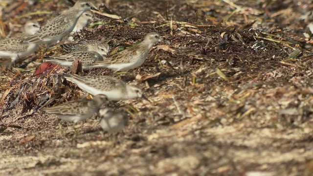 Ruddy Turnstone - ML369867881