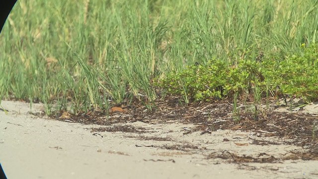 Lark Sparrow - ML369868621