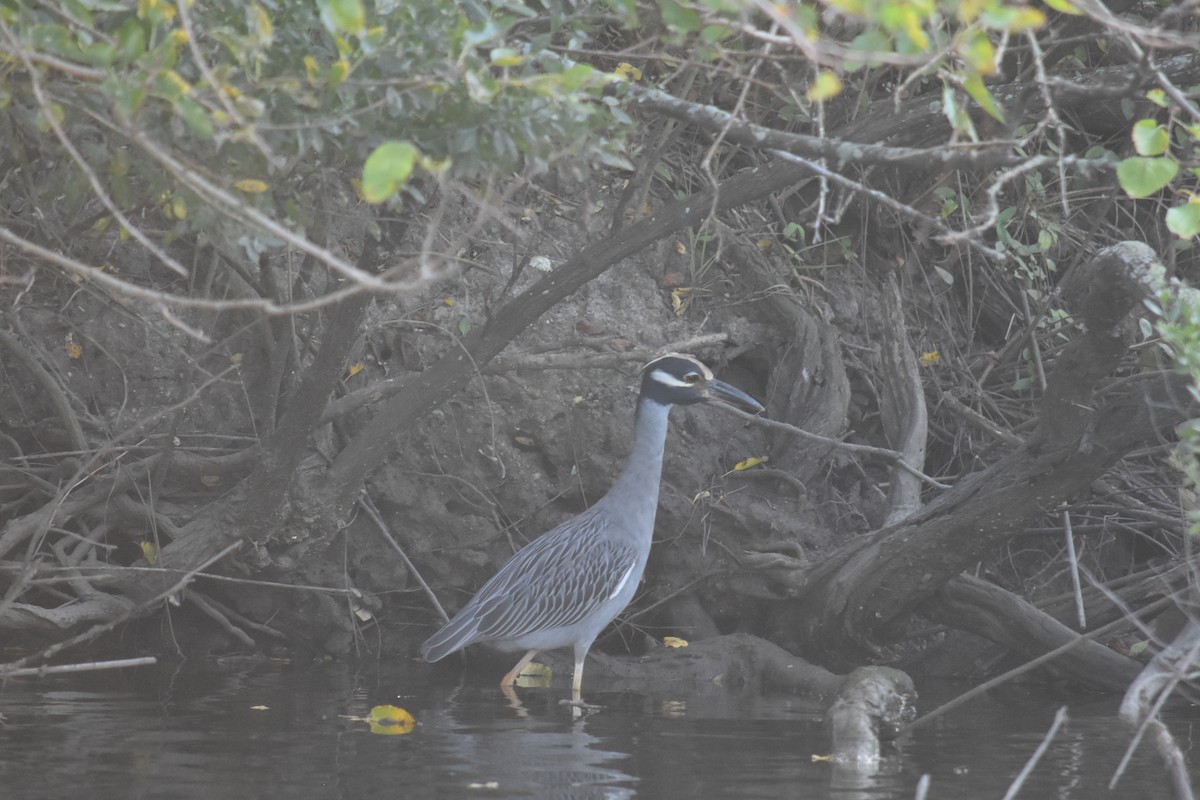 Sarı Tepeli Gece Balıkçılı - ML369869221