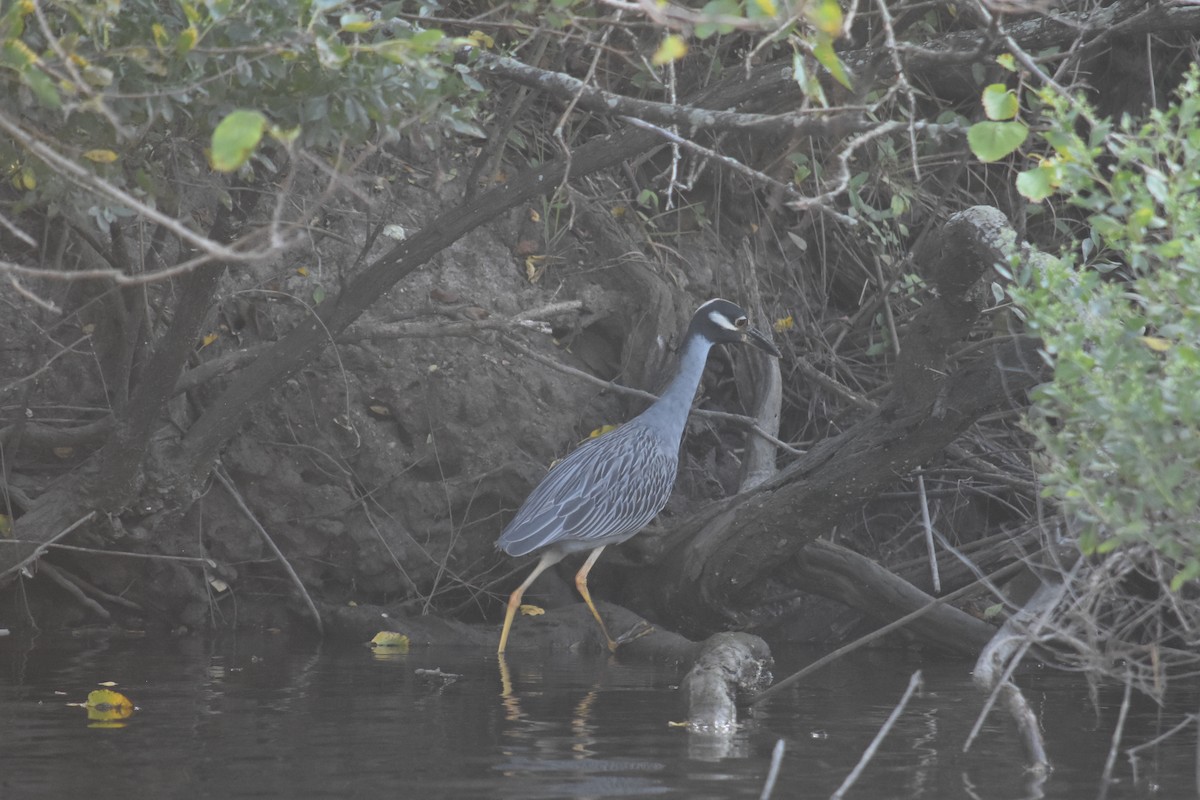 Yellow-crowned Night Heron - ML369869651