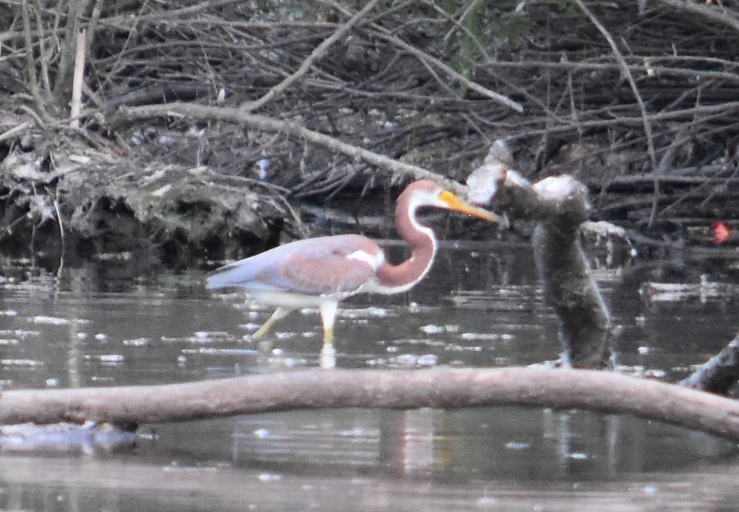 Tricolored Heron - ML369869711