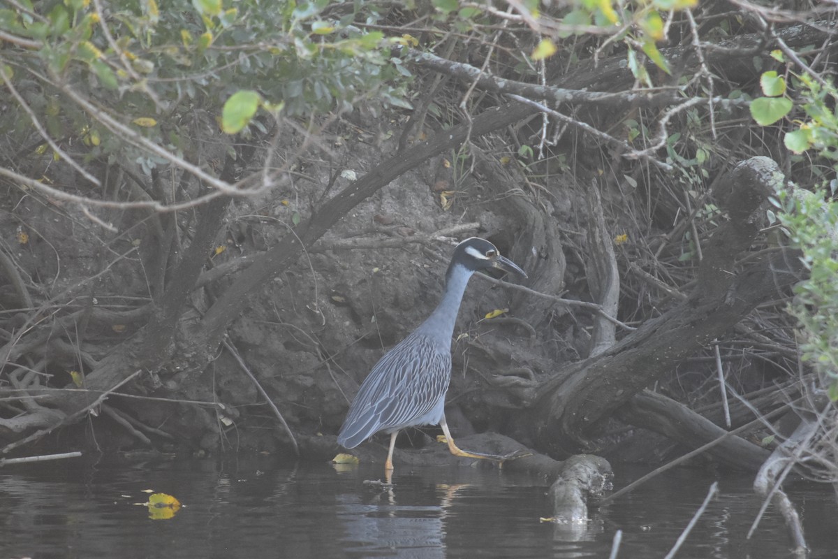 Yellow-crowned Night Heron - ML369869781