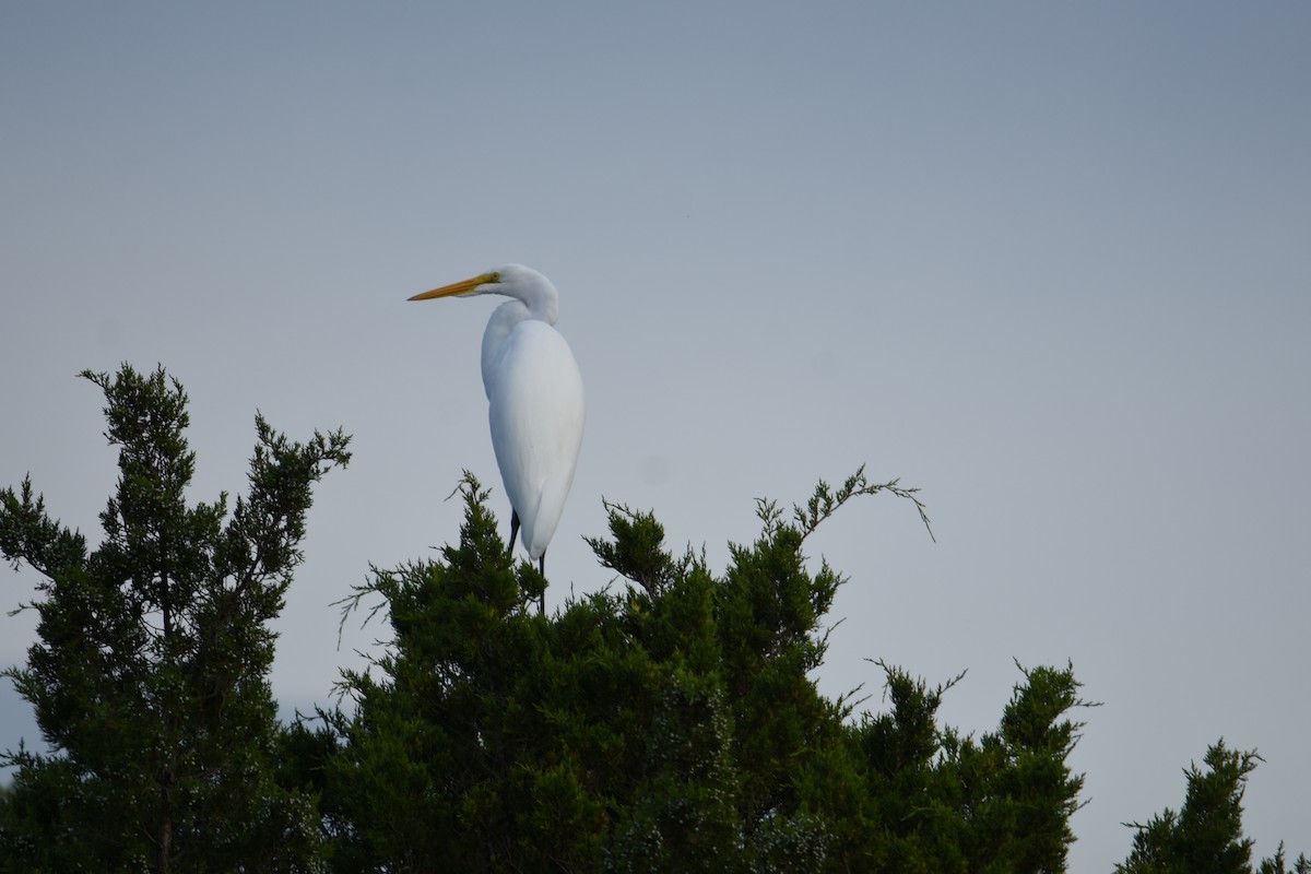 Great Egret - ML369869901