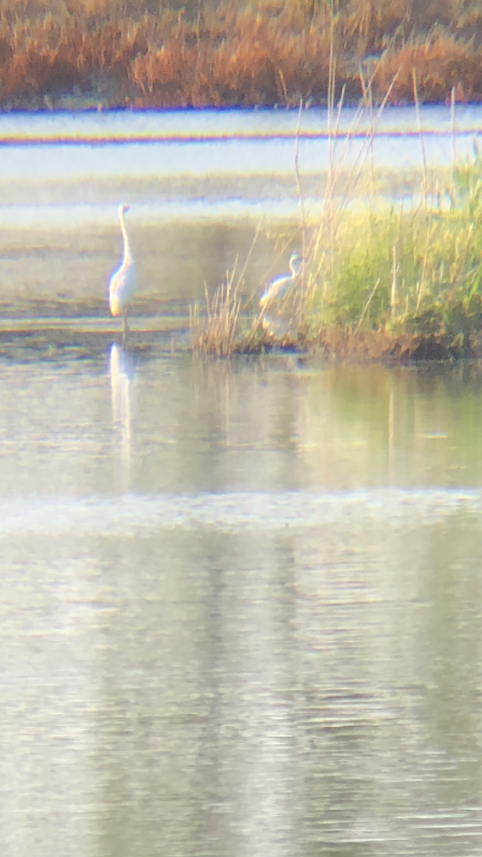Snowy Egret - ML369870011