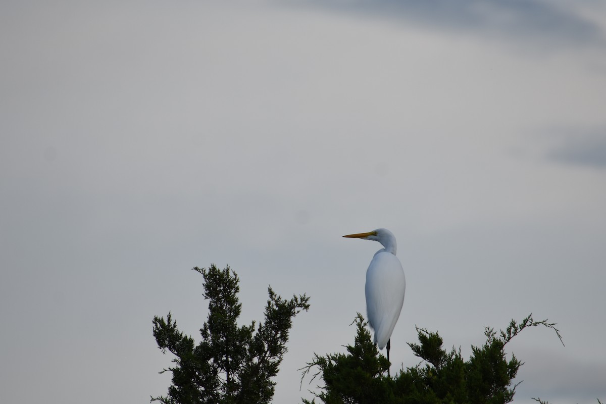 Great Egret - ML369870591