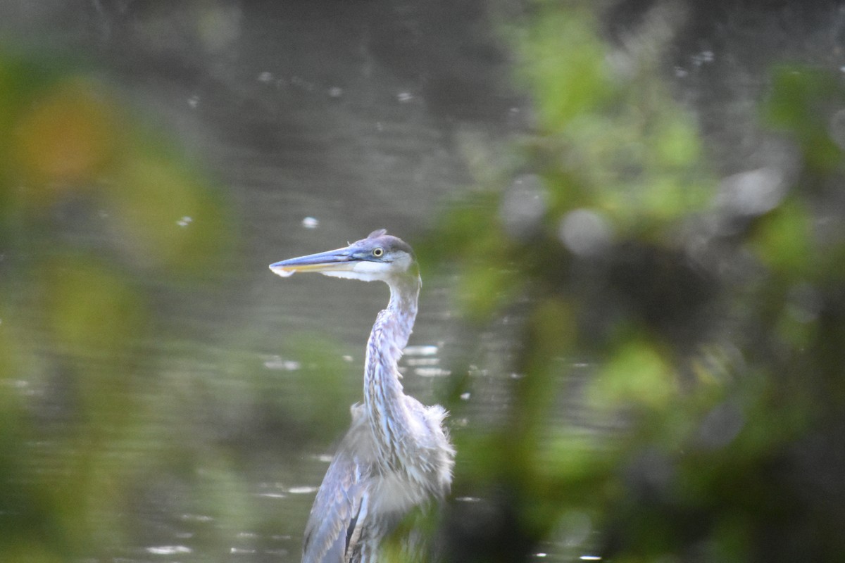 Great Blue Heron - ML369870871