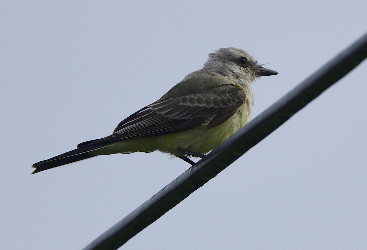 Western Kingbird - ML369871741