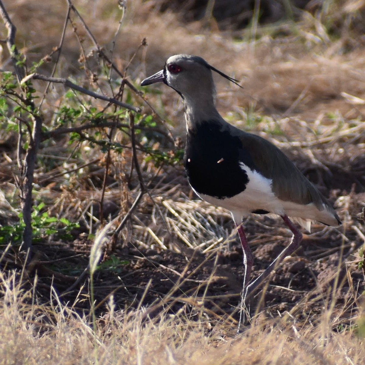 Southern Lapwing - Carlos Adrián Granados Cáceres